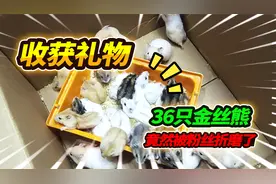 收到粉丝送的神秘礼物，箱子竟然还贴纸条，开箱后送了两笼这家伙视频封面