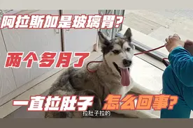 芒果一直拉肚子，拉了两个多月了，检查了也没问题，什么原因？视频封面