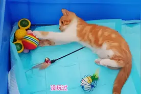 捡来的小橘猫到新家后找到原住猫的玩具，第一次玩玩具竟然这么牛视频封面