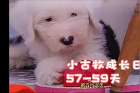 小古牧的成长日记(57-59天）训练狗子在笼子里，这样就不会乱咬。视频封面