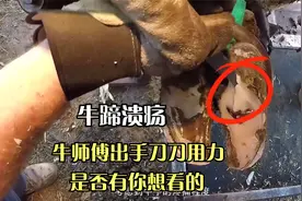 牛蹄得了溃疡，奶牛试图自愈病处鼓起大包，牛师傅出手刀刀用力视频封面