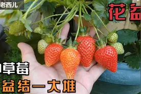 草莓怎样种植？方法太简单了，一把土一把种子，3个月结一大堆视频封面