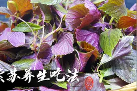 三伏天，多喝这碗“紫苏汤”，作用真的厉害，好喝又健康