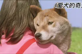 狗狗救出主人后被抛弃十六天，结局真的很感人！视频封面
