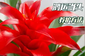 适合春节养护的花卉——鸿运当头，寓意红红火火，养护也简单视频封面
