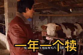 建议养牛新手看一看，牛一年可以繁殖几次？怎么做到一年一个犊！视频封面