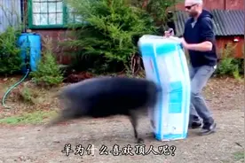 农村十大恶霸TOP8愤怒的羊视频封面