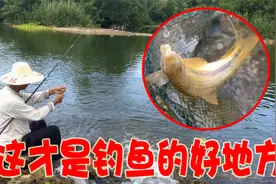 在这种河流垂钓，鱼才叫多，上鱼一直未停过视频封面