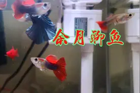 挑战鸿运当头第24天鱼苗17天，鱼苗为啥不好养？网友总结5大原因视频封面