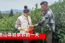在中国名茶之乡浙江松阳，跟着茶农采茶叶，一天能赚多少钱？视频封面