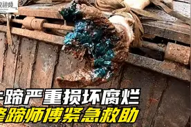 牛蹄严重损坏腐烂，走路一瘸一拐，修蹄师傅全程紧急救治视频封面