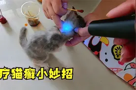 袄张分享治猫癣小妙招，总共花不了5块钱，三天就能见效果视频封面