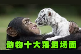 动物互相关怀十大感人瞬间排行，小狗将大鱼请到岸上玩又送回水里视频封面