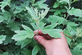 农村艾叶“煮水洗脸”，原来有这么多厉害用途，赶紧看看吧！视频封面