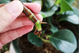 修剪豆瓣绿，剪下来的枝条别扔，这样插土里不用管，很快就能生根视频封面