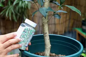 最厉害的这两种肥，随便喂一种，桂花树新芽窜满枝头视频封面