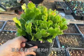 蟹爪兰养不好，都是“浇水”惹的祸，学会浇水，叶片油绿过夏天视频封面