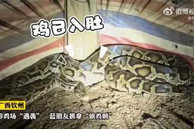 惊！大蟒蛇吃太饱被消防员抬出养鸡场视频封面