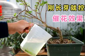 三角梅刚发芽，可以“控水”催花吗？这样做提前有花赏视频封面
