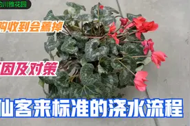 刚买回来的仙客来为什么蔫掉？可能是你真的不会浇水，两分钟全懂视频封面