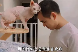 全身没毛 长相丑萌 稀有品种猫咪斯芬克斯无毛猫的真相视频封面