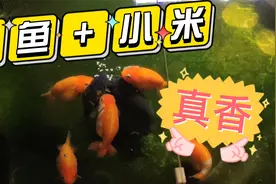 金鱼喂小米~老前辈们的饲养经验~荤素搭配，膳食均衡，棒！视频封面