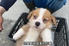 这种颜值的柯基你能打多少分视频封面