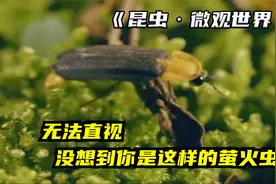 童年梦碎！萤火虫幼时凶残食肉，毒素极高专吃蜗牛，成年才食素视频封面