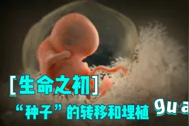生命之初 2：从受精卵到子宫壁着床过程视频封面