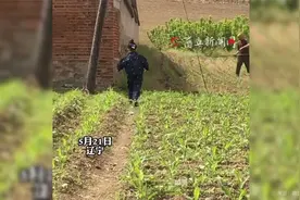 爷爷看到孙女来，立刻收工背她回家，爷爷和孙女最幸福的时刻视频封面