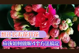 想让长寿花开花必须满足这些条件才可以，花杆细长，怎么回事呢？视频封面
