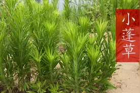 河边的小蓬草，消炎止血、祛风湿有特效，不花钱还好用