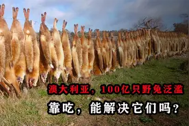 澳洲上百亿只野兔泛滥，被兔子折腾了几十年，靠吃能解决野兔吗？视频封面