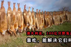澳洲上百亿只野兔泛滥，被兔子折腾了几十年，靠吃能解决野兔吗？视频封面