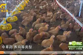 广西宾阳县，中草药喂成滋补鸡，研制中草药饮片用于抗新冠肺炎！视频封面