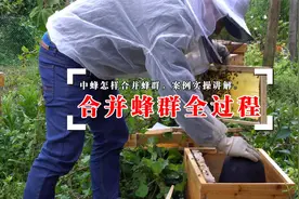 怎么简单快速合并蜂群？案例实操，两群蜜蜂合并全过程视频封面