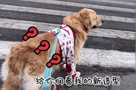 主人训柯基，一转脸被金毛逗的大笑，金毛知道了自己狗生意义，赞视频封面