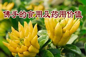 老中医养生谈：佛手的食用及药用价值视频封面