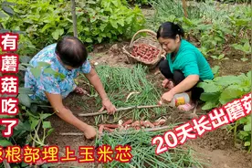 都说大葱封土时埋上玉米芯，不用菌种20天长出蘑菇，今天一试真假视频封面