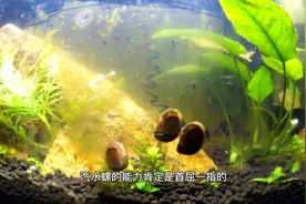 鱼缸壁上长满了褐藻，放入斑马螺和洋葱螺，看看谁的工作能力最强视频封面
