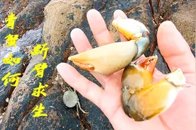 下雨天海货跑出来觅食，小伙又捡黄金蛋，第一次拍到青蟹断臂逃生视频封面