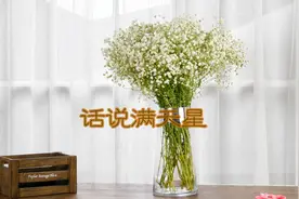 【大叔说花】鲜切花选购及保养15/大小花彩色满天星百万星鲜切花视频封面