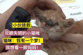 好心小伙拯救瞎眼小猫，小猫最大的心愿想看一次妈妈，能否实现？视频封面