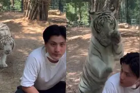 动物园白虎把游客当猎物！背后“偷袭”游客，尴尬的撞到玻璃上视频封面