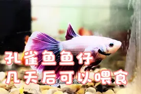 孔雀鱼鱼仔几天后可以喂食？#观赏鱼 #养鱼日记 #养鱼养心视频封面