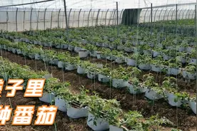 番茄种植新方法，一个袋子栽2棵，不死棵产量高！你会种吗？视频封面