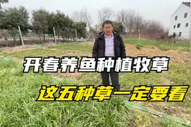 春季养鱼种草，这五种牧草口感好，生长快，可多次收割，建议收藏视频封面