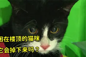 猫咪被困在楼顶，靠什么让它活了一个月，它有可能会掉下来吗？视频封面
