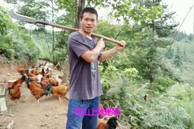 山上豹猫太猖狂，常出来吃鸡，老杨用最原始的方法吓跑它！视频封面