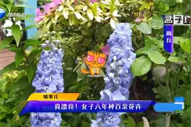 商丘女子60多平阳台，种百余种花超漂亮！赏花闻香邻居都高兴视频封面
